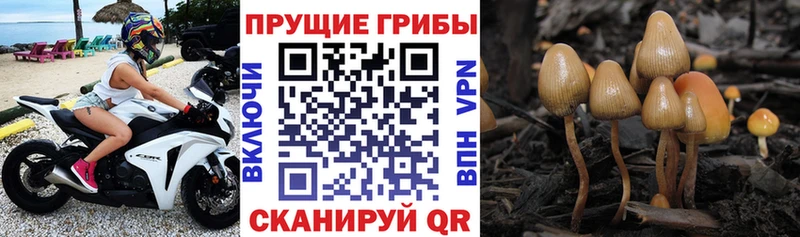 Псилоцибиновые грибы GOLDEN TEACHER закладки Юрьев-Польский